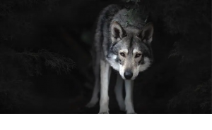 Snipaste_2022-04-04_23-02-17-300x185.png